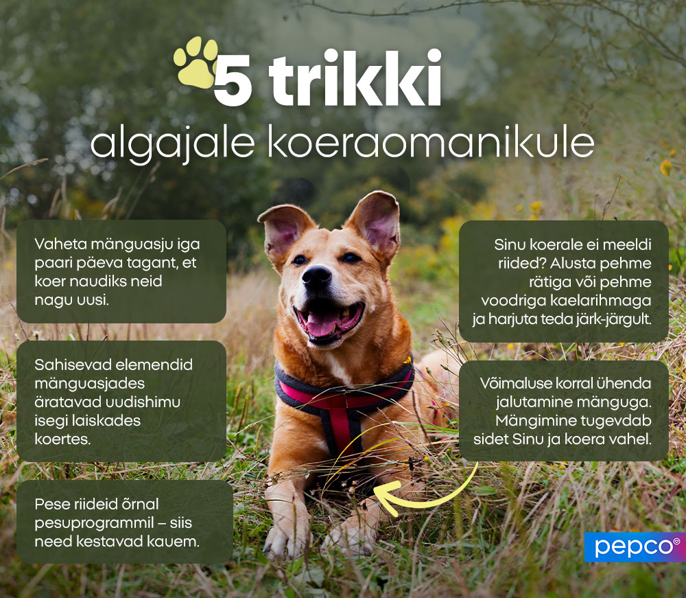 5 trikki algajale koeraomanikule: